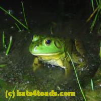 /home//u458753944/public_html/sourcegallery/////////Frogs/More bullfrogs/P7010223.JPG